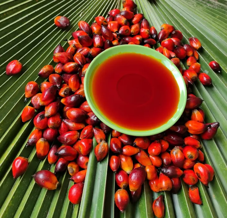 Petites graines rouges entourant un bol vert rempli d’huile rouge, disposés sur des feuilles vertes. huile palme rouge propriétés santé intégrée naturellement.