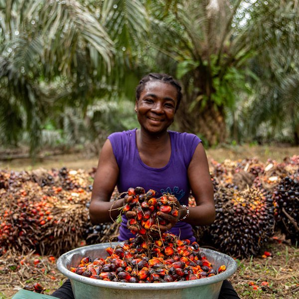 Femme souriante trieuse des fruits de palmier rouges dans un bac métallique, fond de palmier. difference entre huile de palme et huile de palme rouge