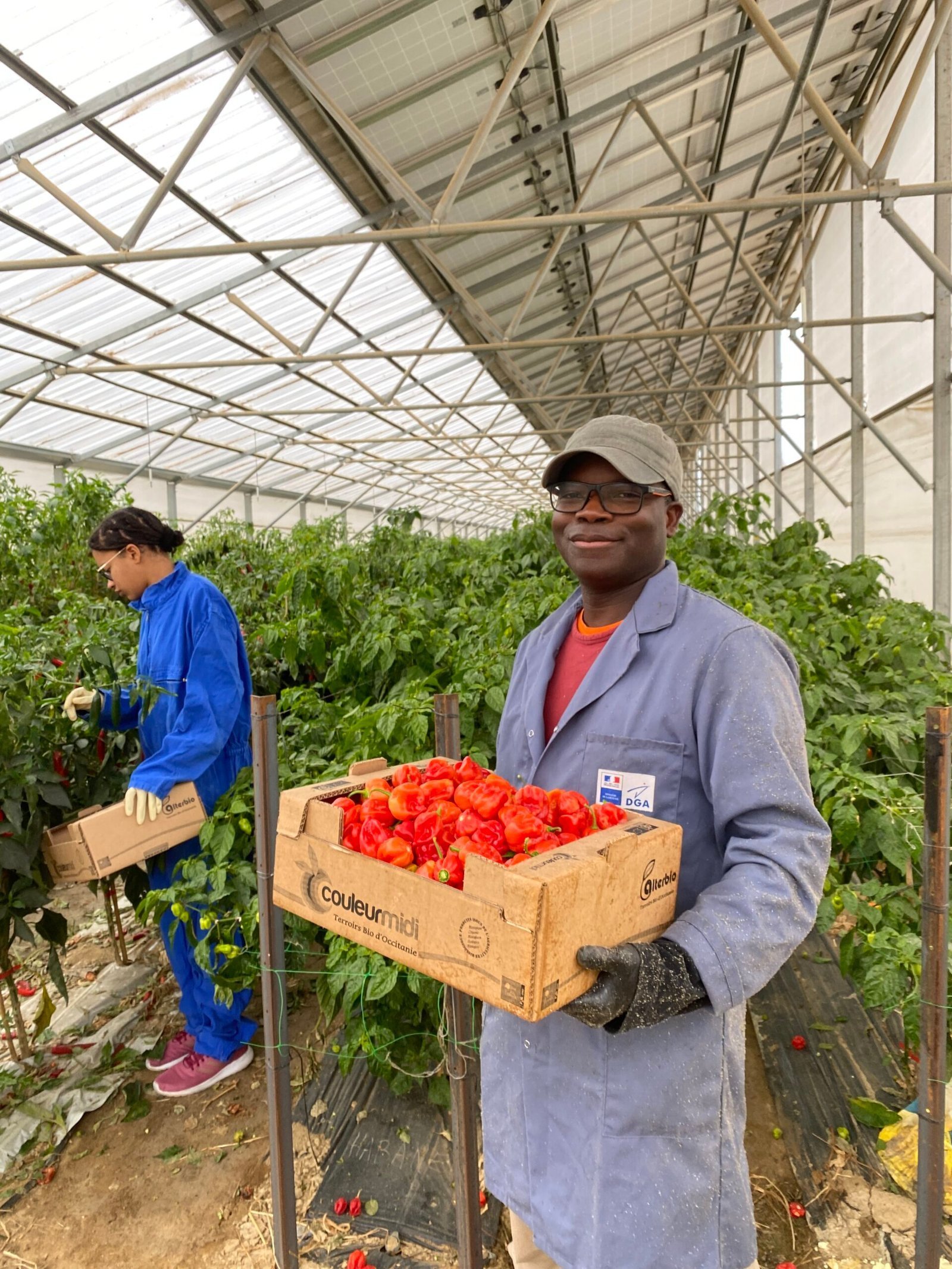 Homme en veste bleue et casquette tient une boîte de tomates rouges dans une serre, assiste à une activité associée au commerce équitable. association commerce équitable.